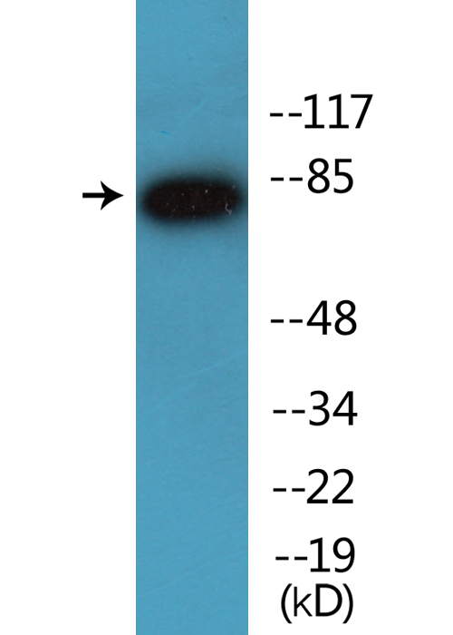 CHUK / IKKA / IKK Alpha Antibody - Western blot analysis of lysates from NIH/3T3 cells treated with TNF 20ng/ml 30', using IKK-alpha (Phospho-Ser176) /IKK-beta (Phospho-Ser177) Antibody.