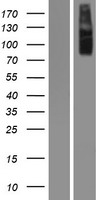 CHUK / IKKA / IKK Alpha Protein - Western validation with an anti-DDK antibody * L: Control HEK293 lysate R: Over-expression lysate