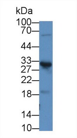 Chymotrypsin C Antibody - Western Blot; Sample: Rat Pancreas lysate; Primary Ab: 2µg/mL Rabbit Anti-Rat ELA4 Antibody Second Ab: 0.2µg/mL HRP-Linked Caprine Anti-Rabbit IgG Polyclonal Antibody