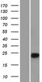 Chymotrypsin C Protein - Western validation with an anti-DDK antibody * L: Control HEK293 lysate R: Over-expression lysate