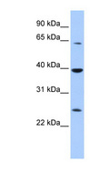 CIAO1 Antibody - CIAO1 antibody Western blot of 721_B cell lysate. This image was taken for the unconjugated form of this product. Other forms have not been tested.