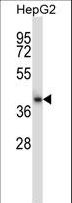 CIAO1 Antibody - CIAO1 Antibody western blot of HepG2 cell line lysates (35 ug/lane). The CIAO1 antibody detected the CIAO1 protein (arrow).