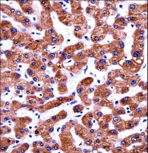 CIAO1 Antibody - CIAO1 Antibody immunohistochemistry of formalin-fixed and paraffin-embedded human liver tissue followed by peroxidase-conjugated secondary antibody and DAB staining.