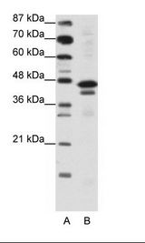 CIAO1 Antibody - A: Marker, B: Jurkat Cell Lysate.  This image was taken for the unconjugated form of this product. Other forms have not been tested.