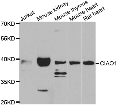 CIAO1 Antibody - Western blot analysis of extracts of various cell lines.