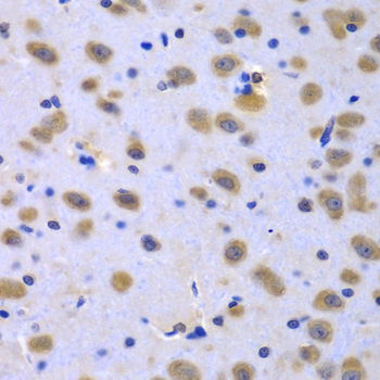 CIAO1 Antibody - Immunohistochemistry of paraffin-embedded rat brain tissue.