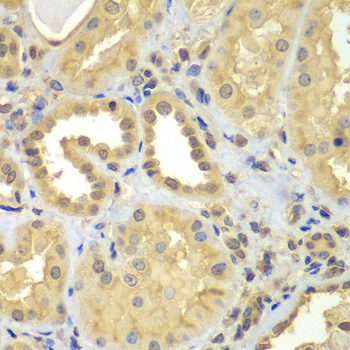 CIAO1 Antibody - Immunohistochemistry of paraffin-embedded human kidney tissue.