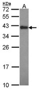 CIAPIN1 / Anamorsin Antibody - Sample (30 ug of whole cell lysate). A: H1299. 12% SDS PAGE. Anamorsin antibody. CIAPIN1 / Anamorsin antibody diluted at 1:1000.