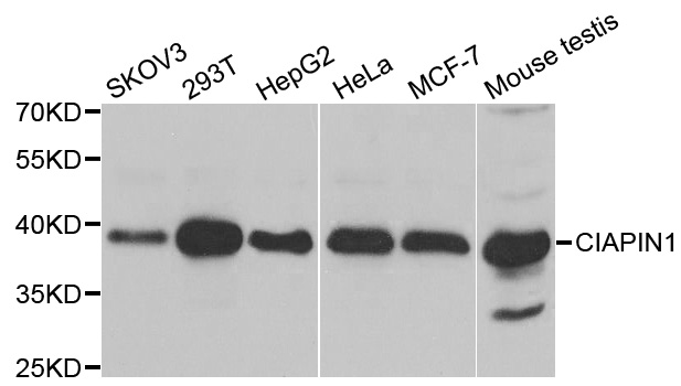 CIAPIN1 / Anamorsin Antibody - Western blot analysis of extracts of various cell lines.