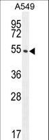 CIART / C1orf51 Antibody - C1orf51 Antibody western blot of A549 cell line lysates (35 ug/lane). The C1orf51 antibody detected the C1orf51 protein (arrow).