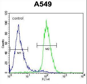 CIART / C1orf51 Antibody - C1orf51 Antibody flow cytometry of A549 cells (right histogram) compared to a negative control cell (left histogram). FITC-conjugated goat-anti-rabbit secondary antibodies were used for the analysis.