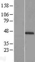 CIART / C1orf51 Protein - Western validation with an anti-DDK antibody * L: Control HEK293 lysate R: Over-expression lysate