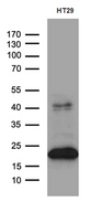 CIB1 / KIP Antibody - Western blot analysis of extracts. (35ug) from HT29 cell line by using anti-CIB1 monoclonal antibody. (1:500)