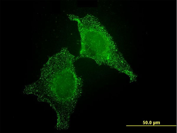 CIB1 / KIP Antibody - Immunofluorescence of monoclonal antibody to CIB1 on HeLa cell. [antibody concentration 10 ug/ml].