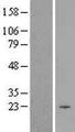 CIB1 / KIP Protein - Western validation with an anti-DDK antibody * L: Control HEK293 lysate R: Over-expression lysate