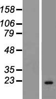 CIB3 Protein - Western validation with an anti-DDK antibody * L: Control HEK293 lysate R: Over-expression lysate