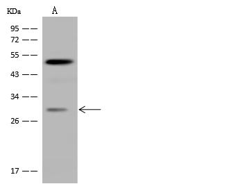 CIDEA / CIDE-A Antibody - Anti-CIDEA rabbit polyclonal antibody at 1:500 dilution. Lane A: HepG2 Whole Cell Lysate. Lysates/proteins at 30 ug per lane. Secondary: Goat Anti-Rabbit IgG (H+L)/HRP at 1/10000 dilution. Developed using the ECL technique. Performed under reducing conditions. Predicted band size: 25 kDa. Observed band size: 30 kDa.
