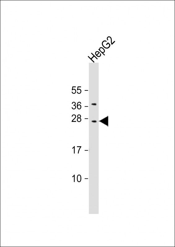 CIDEB Antibody - Anti-CIDEB Antibody (C-erm) at 1:2000 dilution + HepG2 whole cell lysate Lysates/proteins at 20 ug per lane. Secondary Goat Anti-Rabbit IgG, (H+L), Peroxidase conjugated at 1:10000 dilution. Predicted band size: 25 kDa. Blocking/Dilution buffer: 5% NFDM/TBST.