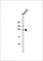 CIDEB Antibody - Anti-CIDEB Antibody (C-erm) at 1:2000 dilution + HepG2 whole cell lysate Lysates/proteins at 20 ug per lane. Secondary Goat Anti-Rabbit IgG, (H+L), Peroxidase conjugated at 1:10000 dilution. Predicted band size: 25 kDa. Blocking/Dilution buffer: 5% NFDM/TBST.