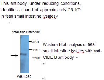 CIDEB Antibody