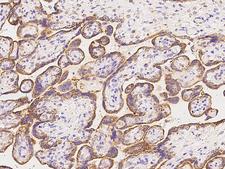 CIDEB Antibody - Immunochemical staining of human CIDEB in human placenta with rabbit polyclonal antibody at 1:100 dilution, formalin-fixed paraffin embedded sections.