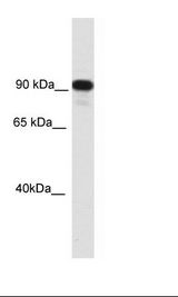 CIITA Antibody - NIH 3T3 Lysate.  This image was taken for the unconjugated form of this product. Other forms have not been tested.