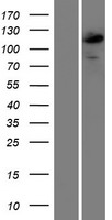 CIITA Protein - Western validation with an anti-DDK antibody * L: Control HEK293 lysate R: Over-expression lysate
