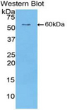 CILP Antibody - Western blot of recombinant CILP.  This image was taken for the unconjugated form of this product. Other forms have not been tested.