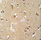 CILP2 Antibody - CILP2 antibody immunohistochemistry of formalin-fixed and paraffin-embedded human brain tissue followed by peroxidase-conjugated secondary antibody and DAB staining.