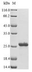 RPS13 / Ribosomal Protein S13 Protein - (Tris-Glycine gel) Discontinuous SDS-PAGE (reduced) with 5% enrichment gel and 15% separation gel.