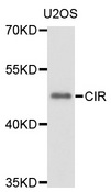 CIR1 Antibody - Western blot analysis of extracts of U2OS cells, using CIR1 antibody at 1:1000 dilution. The secondary antibody used was an HRP Goat Anti-Rabbit IgG (H+L) at 1:10000 dilution. Lysates were loaded 25ug per lane and 3% nonfat dry milk in TBST was used for blocking. An ECL Kit was used for detection and the exposure time was 30s.