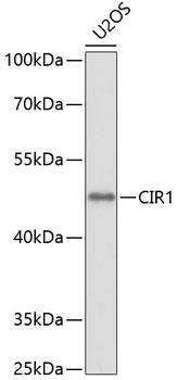 CIR1 Antibody - Western blot analysis of extracts of U2OS cells using CIR1 Polyclonal Antibody at dilution of 1:1000.