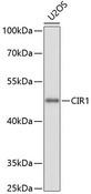 CIR1 Antibody - Western blot analysis of extracts of U2OS cells using CIR1 Polyclonal Antibody at dilution of 1:1000.