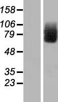 CIRH1A Protein - Western validation with an anti-DDK antibody * L: Control HEK293 lysate R: Over-expression lysate