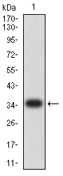 CIRP / CIRBP Antibody - Western blot analysis using CIRBP mAb against human CIRBP (AA: 1-90) recombinant protein. (Expected MW is 35.9 kDa)