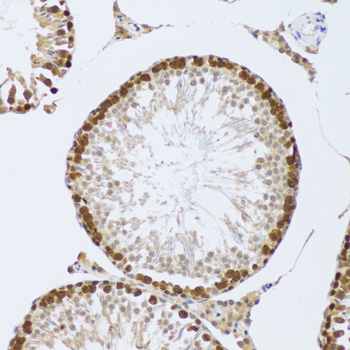 CIRP / CIRBP Antibody - Immunohistochemistry of paraffin-embedded mouse testis tissue.