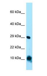 CISD1 Antibody - CISD1 antibody Western Blot of HepG2.  This image was taken for the unconjugated form of this product. Other forms have not been tested.