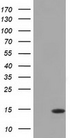 CISD1 Antibody - HEK293T cells were transfected with the pCMV6-ENTRY control (Left lane) or pCMV6-ENTRY CISD1 (Right lane) cDNA for 48 hrs and lysed. Equivalent amounts of cell lysates (5 ug per lane) were separated by SDS-PAGE and immunoblotted with anti-CISD1.