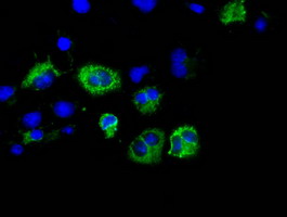 CISD1 Antibody - Anti-CISD1 mouse monoclonal antibody  immunofluorescent staining of COS7 cells transiently transfected by pCMV6-ENTRY CISD1.