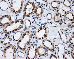 CISD1 Antibody - Immunohistochemical staining of paraffin-embedded Kidney tissue using anti-CISD1 mouse monoclonal antibody. (Dilution 1:50).
