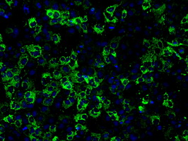 CISD1 Antibody - Anti-CISD1 mouse monoclonal antibody  immunofluorescent staining of COS7 cells transiently transfected by pCMV6-ENTRY CISD1.