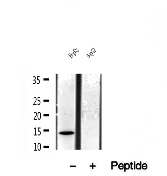 CISD1 Antibody - Western blot analysis of extracts of HepG2 cells using CISD1 antibody.