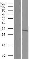 CISH / SOCS Protein - Western validation with an anti-DDK antibody * L: Control HEK293 lysate R: Over-expression lysate