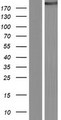 CIT / CRIK / Citron Protein - Western validation with an anti-DDK antibody * L: Control HEK293 lysate R: Over-expression lysate