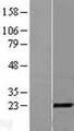 CITED1 Protein - Western validation with an anti-DDK antibody * L: Control HEK293 lysate R: Over-expression lysate