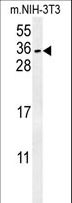 CITED2 Antibody - CITED2 Antibody western blot of mouse NIH-3T3 cell line lysates (15 ug/lane). The CITED2 antibody detected CITED2 protein (arrow).