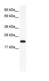 CITED4 Antibody - SP2/0 Cell Lysate.  This image was taken for the unconjugated form of this product. Other forms have not been tested.