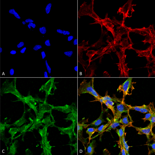 Citrulline Antibody - Immunocytochemistry/Immunofluorescence analysis using Mouse Anti-Citrulline Monoclonal Antibody, Clone 2D3.1. Tissue: Embryonic kidney epithelial cell line (HEK293). Species: Human. Fixation: 5% Formaldehyde for 5 min. Primary Antibody: Mouse Anti-Citrulline Monoclonal Antibody  at 1:50 for 30-60 min at RT. Secondary Antibody: Goat Anti-Mouse Alexa Fluor 488 at 1:1500 for 30-60 min at RT. Counterstain: Phalloidin Alexa Fluor 633 F-Actin stain; DAPI (blue) nuclear stain at 1:250, 1:50000 for 30-60 min at RT. Magnification: 20X (2X Zoom). (A) DAPI (blue) nuclear stain. (B) Phalloidin Alexa Fluor 633 F-Actin stain. (C) Citrulline Antibody (D) Composite. Courtesy of: Dr. Robert Burke, University of Victoria.