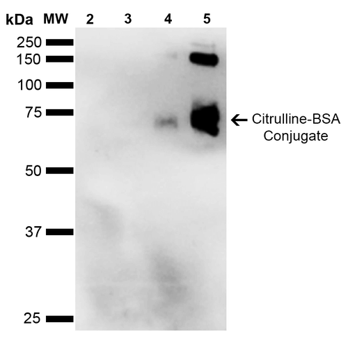 Citrulline Antibody - Western Blot analysis of Citrulline-BSA Conjugate showing detection of 67 kDa Citrulline protein using Mouse Anti-Citrulline Monoclonal Antibody, Clone 2D3-1B9. Lane 1: Molecular Weight Ladder (MW). Lane 2: BSA (0.5 µg). Lane 3: BSA (2.0 µg). Lane 4: Citrulline-BSA (0.5 µg). Lane 5: Citrulline-BSA (2.0 µg). Block: 5% Skim Milk in TBST. Primary Antibody: Mouse Anti-Citrulline Monoclonal Antibody  at 1:1000 for 2 hours at RT. Secondary Antibody: Goat Anti-Mouse IgG: HRP at 1:2000 for 60 min at RT. Color Development: ECL solution for 5 min in RT. Predicted/Observed Size: 67 kDa.