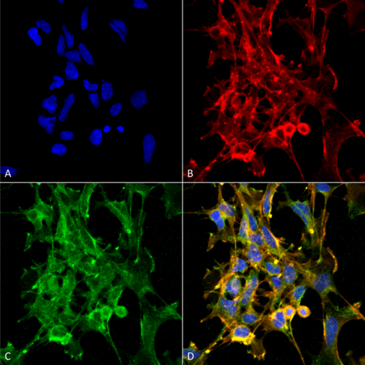 Citrulline Antibody - Immunocytochemistry/Immunofluorescence analysis using Mouse Anti-Citrulline Monoclonal Antibody, Clone 6C2.1. Tissue: Embryonic kidney epithelial cell line (HEK293). Species: Human. Fixation: 5% Formaldehyde for 5 min. Primary Antibody: Mouse Anti-Citrulline Monoclonal Antibody  at 1:50 for 30-60 min at RT. Secondary Antibody: Goat Anti-Mouse Alexa Fluor 488 at 1:1500 for 30-60 min at RT. Counterstain: Phalloidin Alexa Fluor 633 F-Actin stain; DAPI (blue) nuclear stain at 1:250, 1:50000 for 30-60 min at RT. Magnification: 20X (2X Zoom). (A) DAPI (blue) nuclear stain. (B) Phalloidin Alex Fluor 633 F-Actin stain. (C) Citrulline Antibody (D) Composite. Courtesy of: Dr. Robert Burke, University of Victoria.